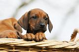 RODESIAN RIDGEBACK 206